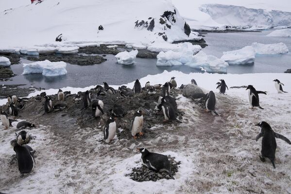 Debido a las difíciles condiciones climáticas, el turismo en la Antártida solo es posible unos pocos meses al año: de noviembre a marzo. Se puede llegar al continente en avión o en crucero.En la foto: pingüinos en la estación de investigación chilena O&#x27;Higgins, en la isla Rey Jorge. - Sputnik Mundo
