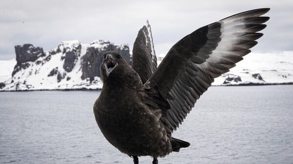 Pájaro a bordo del buque Aquiles de la Armada de Chile frente a la isla Rey Jorge, Islas Shetland del Sur, Antártida - Sputnik Mundo