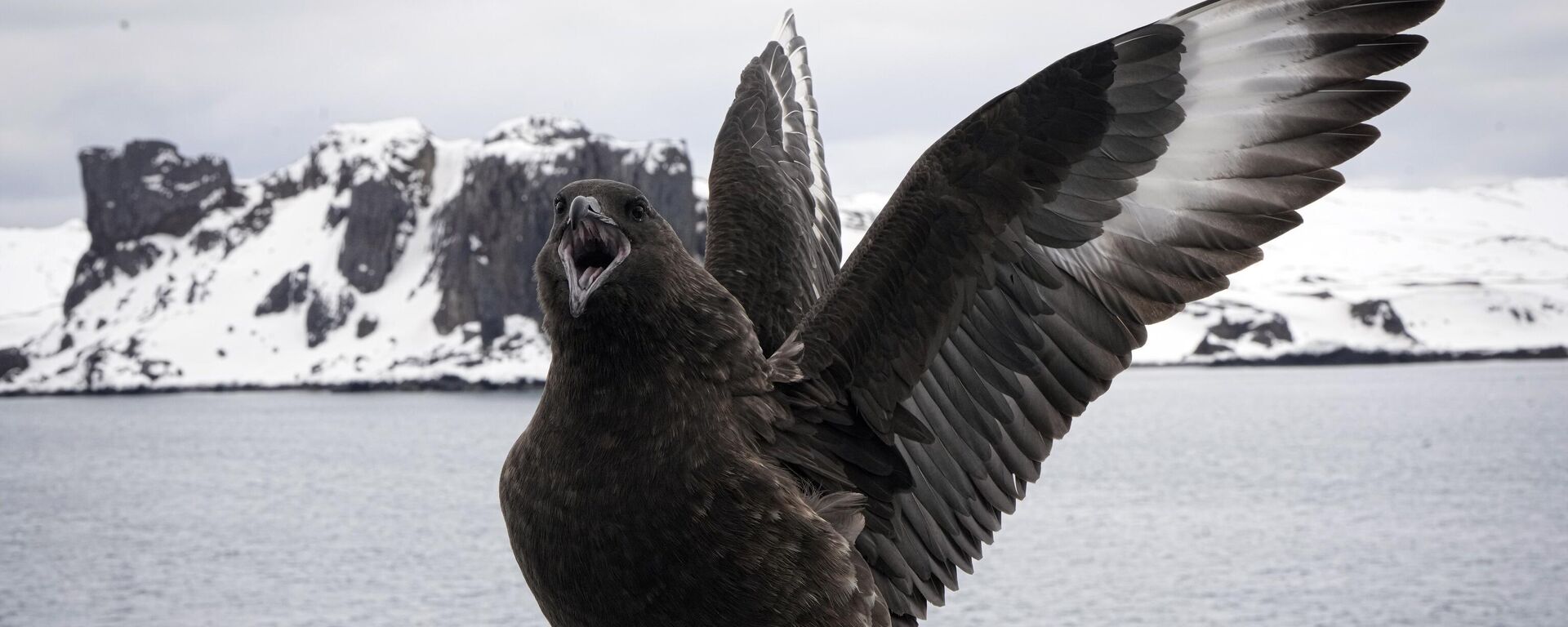 Pájaro a bordo del buque Aquiles de la Armada de Chile frente a la isla Rey Jorge, Islas Shetland del Sur, Antártida - Sputnik Mundo, 1920, 28.11.2023