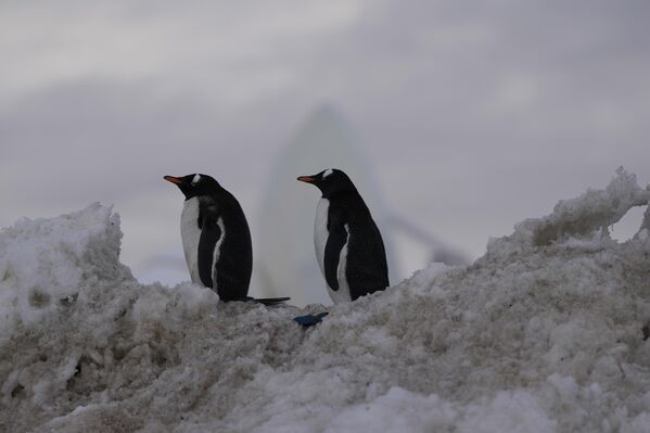 El deshielo marino implica un aumento del nivel del mar, lo que a su vez amenaza directamente la vida y la economía de las comunidades costeras de todo el mundo.En la foto: pingüinos en la estación de investigación chilena O&#x27;Higgins, en la isla Rey Jorge. - Sputnik Mundo