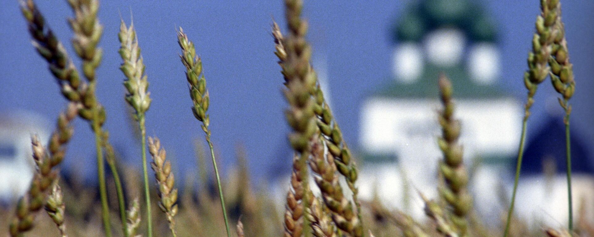 Campo de trigo Campo de trigo - Sputnik Mundo, 1920, 20.03.2024