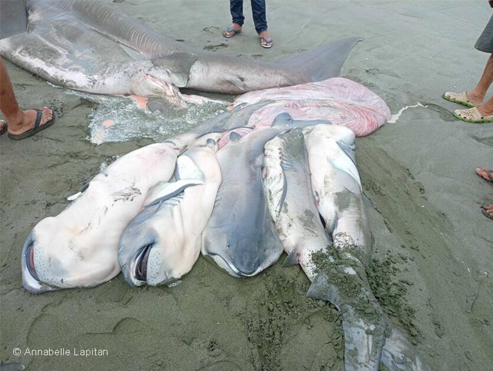 Tiburón de boca ancha con crías en la playa. El adulto está al fondo. - Sputnik Mundo, 1920, 06.12.2023