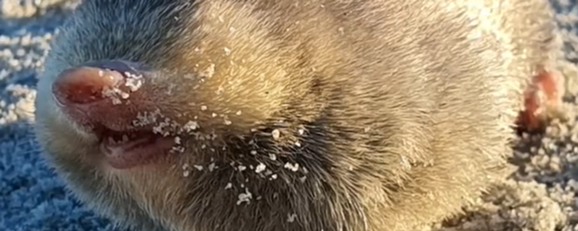 El topo dorado de Winton - Sputnik Mundo, 1920, 07.12.2023