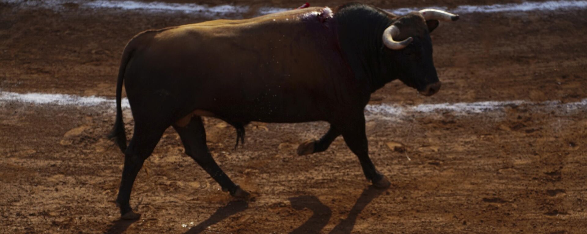 Las corridas de toros fueron suspendidas en la Ciudad de México desde 2022. - Sputnik Mundo, 1920, 29.05.2024