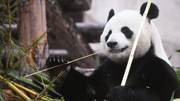 Panda del Zoológico de Moscú - Sputnik Mundo