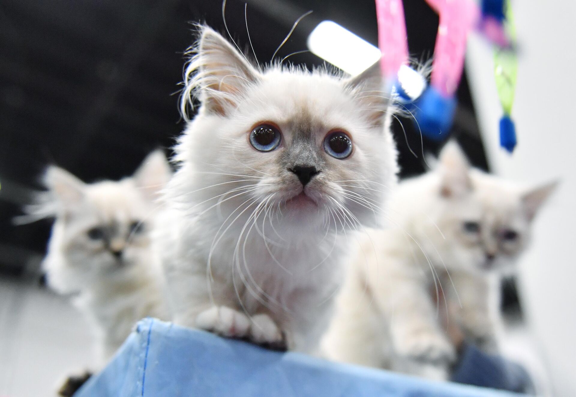 Cachorros de gato siberiano - Sputnik Mundo, 1920, 28.12.2023