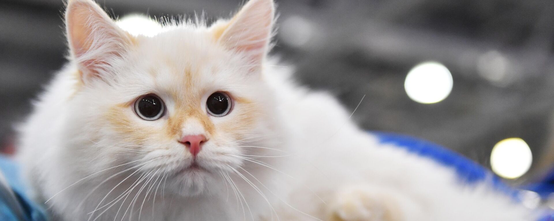 Gato siberiano - Sputnik Mundo, 1920, 02.01.2024