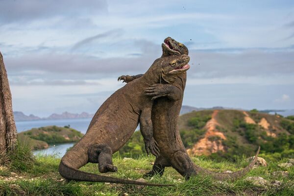 El varano de Komodo es el lagarto más grande del mundo. Puede alcanzar una longitud de 2,5 a 3 metros y pesar entre 50 y 70 kg. De allí que también se le llama Dragón de Komodo. Aunque el varano no puede respirar fuego como este monstruo mitológico, es igualmente muy peligroso. Su mordedura puede ser mortal. El veneno producido por ellos licúa la sangre de la víctima y no le permite coagular, por lo que muere por hemorragia. - Sputnik Mundo