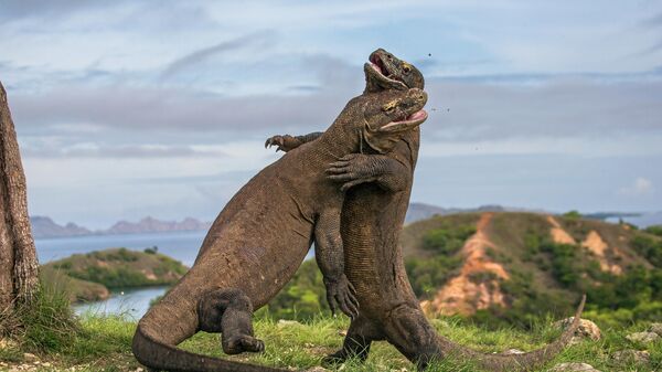 El dragón de Komodo, también llamado monstruo de Komodo - Sputnik Mundo