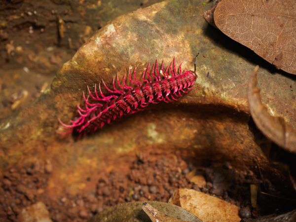 El milpiés dragón rosado habita en un lugar de nuestro planeta: en la provincia tailandesa de Uthaithani. La longitud máxima de esta criatura alcanza solo 3 cm. Este asombroso milpiés es muy venenoso, puede producir ácido cianhídrico. Así es como este animal se defiende de los depredadores. - Sputnik Mundo