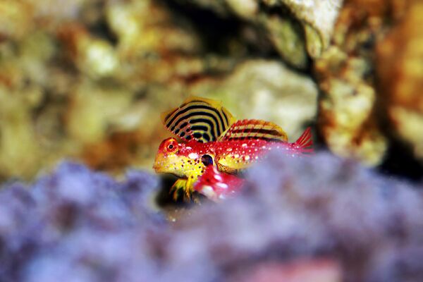 El dragón rojo rubí también se conoce como dragonet rubí y es originario de Filipinas. Los tamaños oscilan entre  3-4 cm, creciendo hasta un máximo de 7 cm. Además de su coloración corporal rojo oscuro, el Synchiropus sycorax también es único por sus aletas pectorales amarillas. - Sputnik Mundo