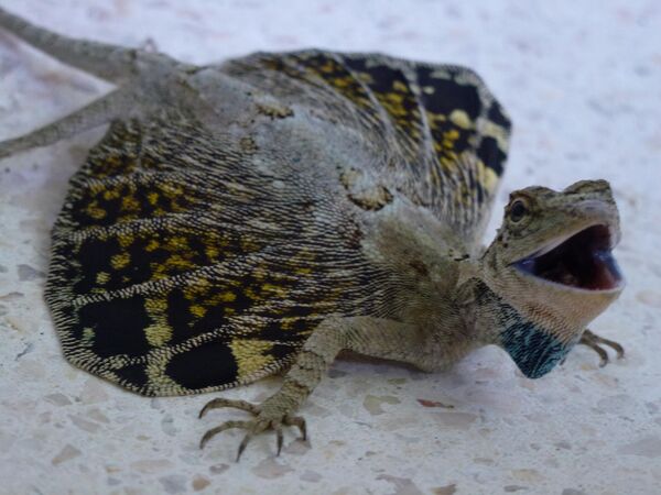 El llamado dragón volador, o draco volans en latín, habita en las selvas tropicales del sudeste asiático. Gracias a los amplios pliegues de piel que tiene a los lados del cuerpo, puede planear más de 20 metros entre arboles. Las escamas del cuerpo y la cola del dragón volador están pintadas del color de la corteza de los árboles. Las alas, al contrario, son de colores muy vivos. - Sputnik Mundo