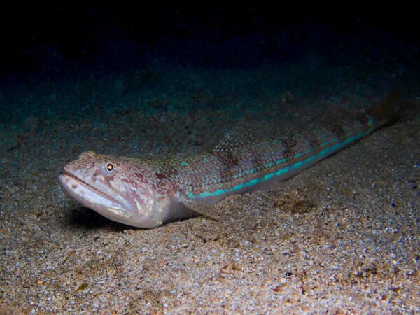 El pez escorpión (Trachinus draco) habita en las aguas costeras del Atlántico europeo, así como en el mar Negro y el mar Mediterráneo. Es el pez venenoso más peligroso de Europa. Las personas que se pinchan con él empiezan a sufrir dolores insoportables. Y algunas personas incluso mueren envenenadas por el veneno de este dragón marino. - Sputnik Mundo