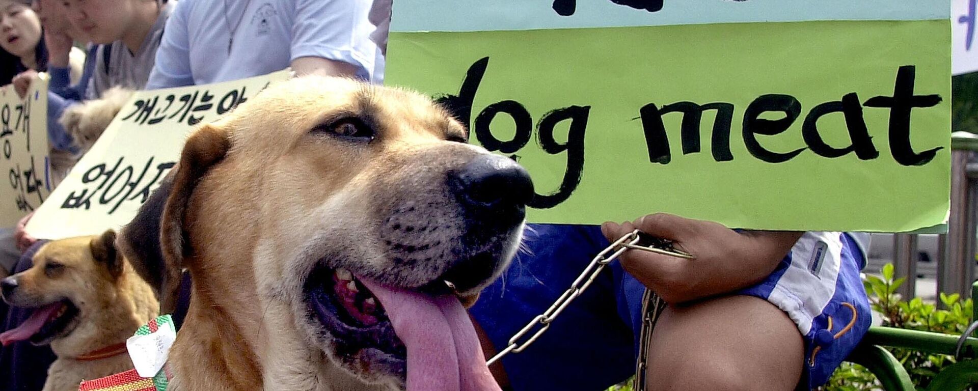 Corea del Sur prohíbe el consumo de carne de perro a partir de 2027 - Sputnik Mundo, 1920, 09.01.2024