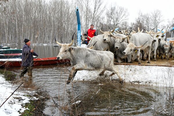 Granjeros evacuando ganado de la isla inundada de Krcedinska Ada, en el río Danubio, al noroeste de Belgrado, Serbia. Granjeros evacuando ganado de la isla inundada de Krcedinska Ada, en el río Danubio, al noroeste de Belgrado, Serbia. - Sputnik Mundo