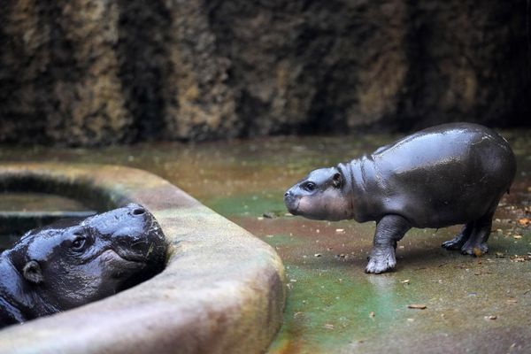 El cachorro de hipopótamo pigmeo recién nacido, Mikolas, con su madre, Malaya, en un parque safari de Dvur Kralove, República Checa. - Sputnik Mundo