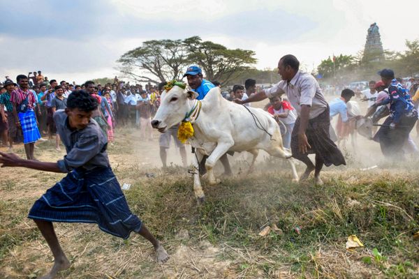 Unos hombres tratan de manejar a un toro durante el festival anual de doma de toros Jallikattu, en el municipio de Kyauktan, a las afueras de Yangón, Birmania. - Sputnik Mundo