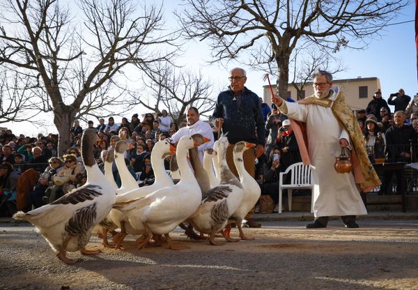 Un sacerdote da la bendición a unos gansos durante las Beneides, una ceremonia tradicional para bendecir a los animales el día de San Antonio en Muro, en la isla de Mallorca, España. - Sputnik Mundo