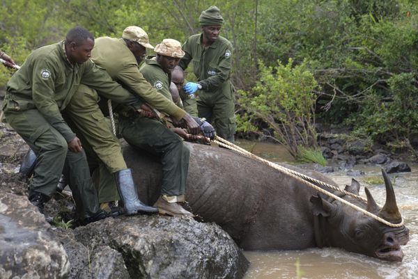 Guardabosques del servicio de fauna salvaje de Kenia sacan del agua a un rinoceronte negro sedado en el Parque Nacional de Nairobi. - Sputnik Mundo