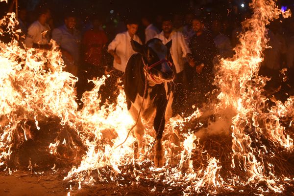 Unos hombres guían a una vaca a través de un pajar en llamas como ritual para atraer la buena suerte y proteger al ganado durante la festividad hindú Makar Sankranti en Bengaluru, sur de la India. - Sputnik Mundo