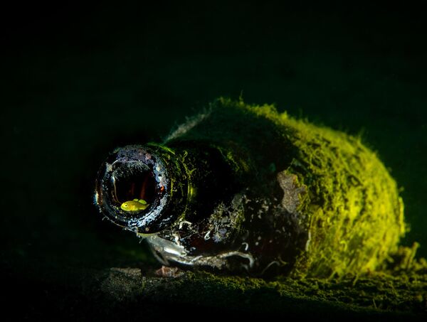 La categoría Mejor Imagen Individual en Vida Salvaje y Conservación (Best Single Image in a Wildlife And Conservation Portfolio) fue para Martin Broen, de EEUU, tomada en la localidad filipina de Anilao. - Sputnik Mundo