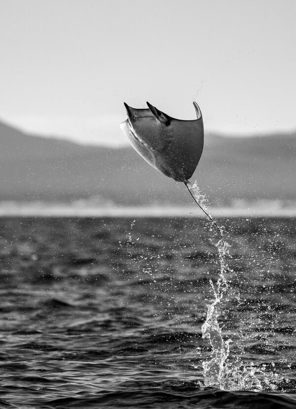 La ganadora de la categoría Naturaleza, Vida Salvaje y Conservación (Nature, Wildlife and Conservation Portfolio) fue una imagen de Martín Broen, de EEUU, tomada en el pueblo mexicano La Ventana, en Baja California, que captada una raya mobula despegando sobre el agua. - Sputnik Mundo