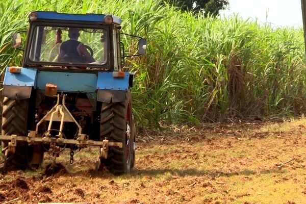 Tractores trabajan en un ingenio azucarero en Cuba - Sputnik Mundo