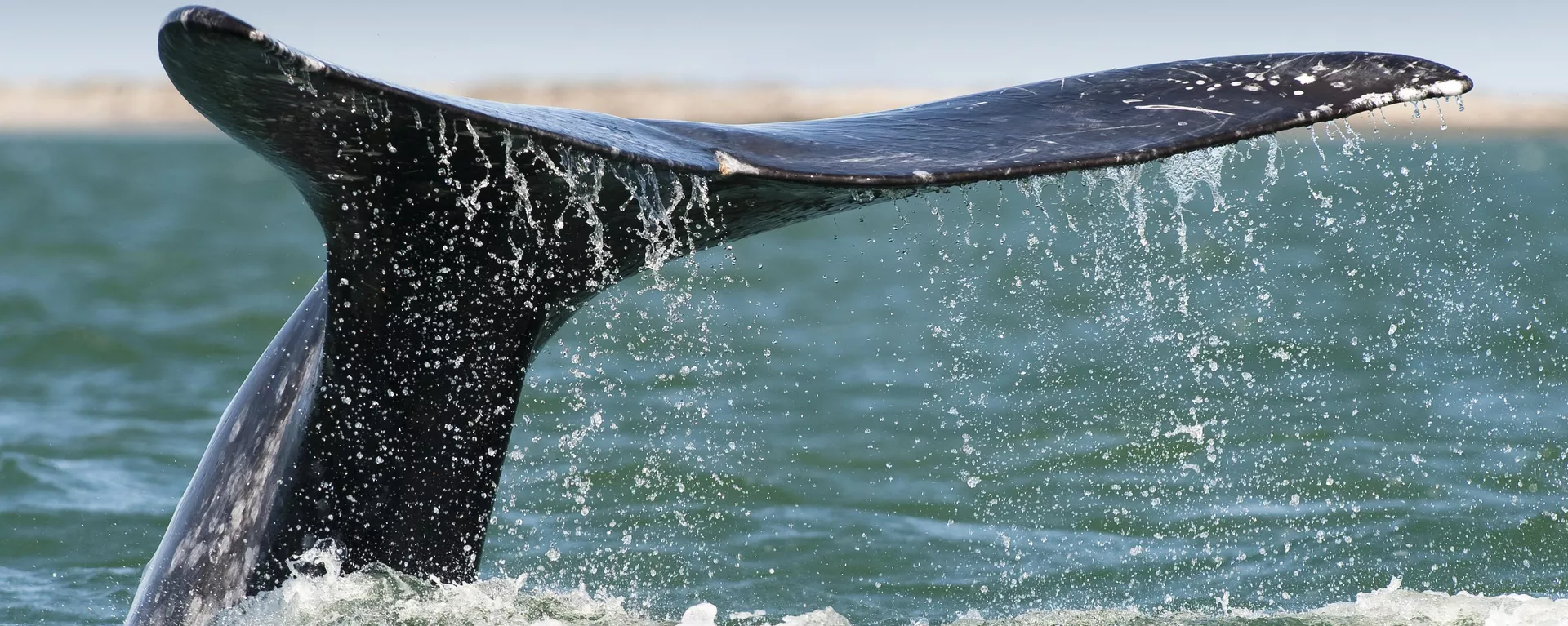 Ballenas jorobadas realizan su 'ballet acuático' frente a las costas de México | Video - Sputnik Mundo, 1920, 24.01.2024