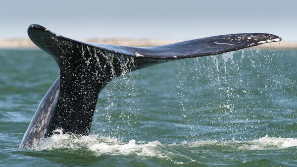 Ballenas jorobadas realizan su 'ballet acuático' frente a las costas de México | Video - Sputnik Mundo