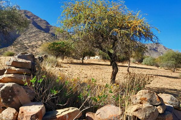 Reserva Natural del Quebracho y el Cóndor en Laderas Norte, Tarija. - Sputnik Mundo