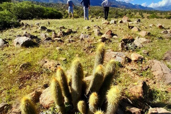 Reserva Natural del Quebracho y el Cóndor en Laderas Norte, Tarija. - Sputnik Mundo