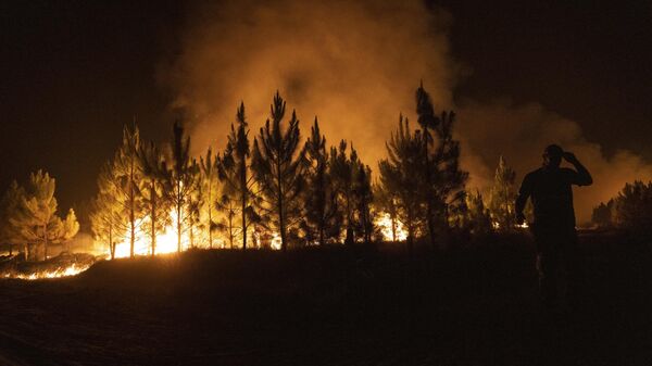 Incendio en un bosque (archivo) - Sputnik Mundo