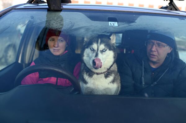 Entre los participantes había tanto atletas experimentados como principiantes.En la foto: competidores con su perro antes del inicio de la carrera. - Sputnik Mundo