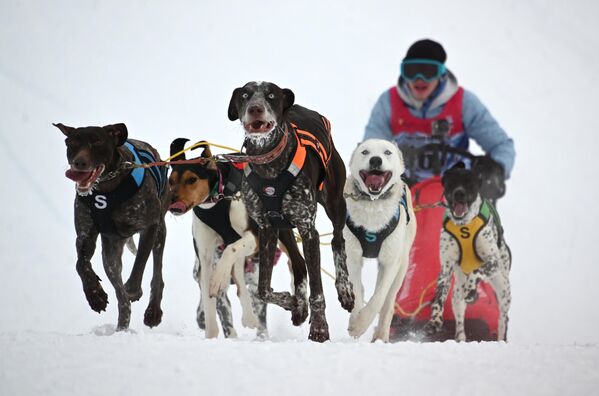 Un competidor en la carrera de trineos de seis perros durante el torneo. - Sputnik Mundo