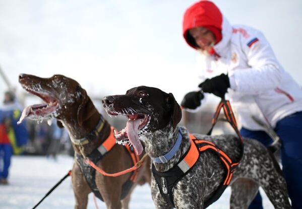 La dueña desenjaeza a los perros después de la carrera. - Sputnik Mundo