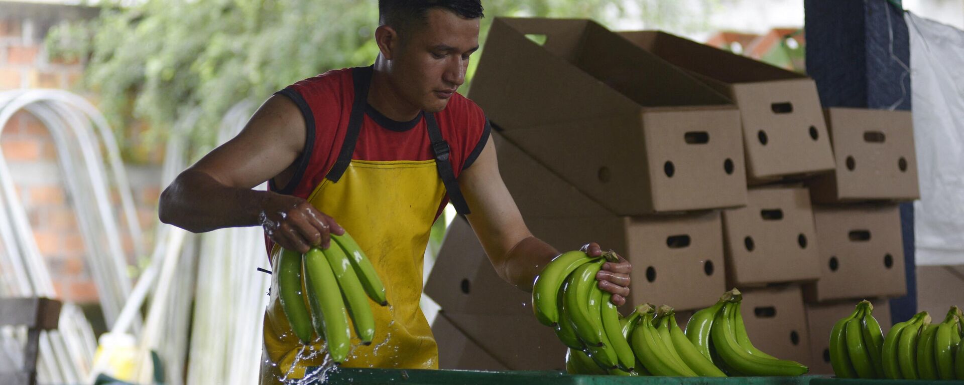 Producción bananera ecuatoriana - Sputnik Mundo, 1920, 16.02.2024