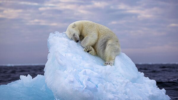 Fotografía 'Cama de hielo' del fotógrafo británico Nima Sarikhani, incluida en el TOP 5 del premio Wildlife Photographer of the Year People's Choice Award 2023 - Sputnik Mundo