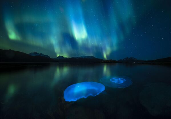 En esta imagen Aurora Jellies del fotógrafo noruego Audun Rikardsen, las medusas luna parecen admirar la aurora boreal mientras nadan en las frías aguas de un fiordo noruego.Protegiendo su equipo en una carcasa estanca fabricada por él mismo, Audun utilizó una sola exposición, así como su propio sistema para ajustar el enfoque y la apertura durante la exposición. Esto le permitió captar el reflejo de los colores del cielo en la superficie del agua y, al mismo tiempo, iluminar las medusas con flashes. - Sputnik Mundo