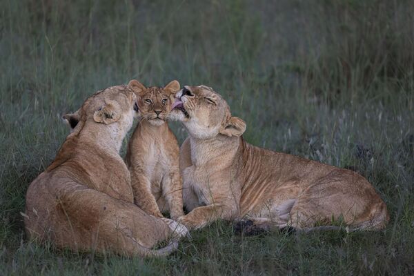 La fotografía Paternidad compartida del fotógrafo keniano Mark Boyd, que muestra a una pareja de leonas con uno de sus cinco cachorros, fue tomada en la reserva de Masái Mara, en el suroeste de Kenia.La noche anterior habían salido a cazar, dejando a los cachorros escondidos entre densos arbustos. Al regresar de su misión infructuosa, llamaron a los cachorros a la pradera abierta. Las hembras crían a sus cachorros como si fueran suyos, compartiendo las tareas de crianza. Aquí el joven estaba claramente disfrutando del momento de afecto y atención. - Sputnik Mundo