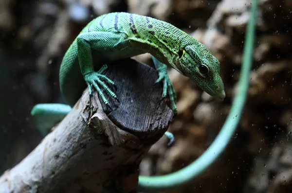 El varano esmeralda en el acuaterrario del Parque de Flora y Fauna en la ciudad rusa de Krasnoyarsk. - Sputnik Mundo