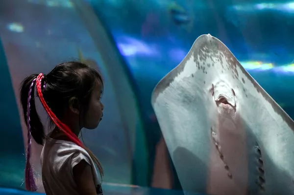 Una niña mirando una raya en el Parque Oceánico de Manila, Filipinas. - Sputnik Mundo