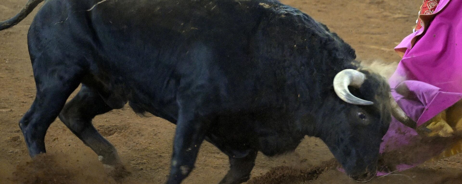 Las corridas de toros son una actividad famosa en México y gran parte del mundo. - Sputnik Mundo, 1920, 18.02.2024