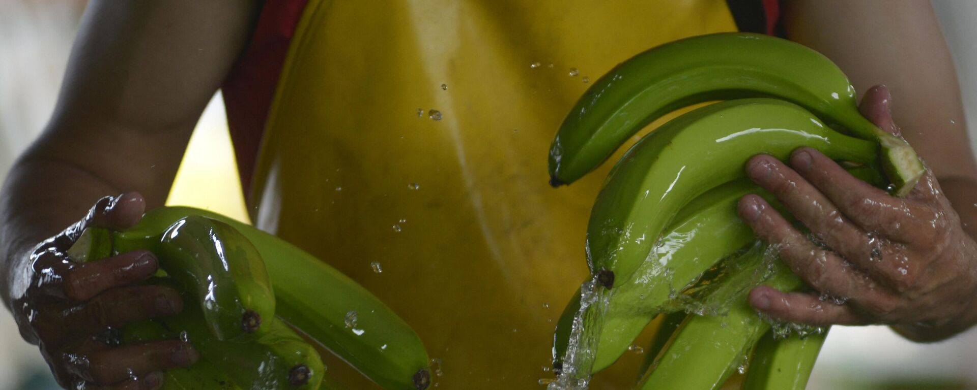 Un trabajador ecuatoriano limpia los frutos Un trabajador ecuatoriano limpia los frutos - Sputnik Mundo, 1920, 13.02.2024