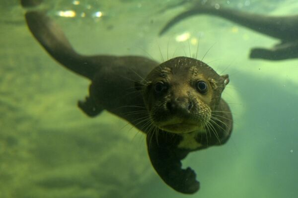 Una cría de nutria gigante de tres meses en el zoológico de Cali, Colombia. - Sputnik Mundo
