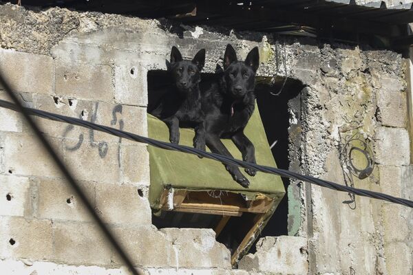 Perros en una casa acribillada por balas en el campo de refugiados de Yenín, en la Cisjordania ocupada por Israel. Perros en una casa acribillada por balas en el campo de refugiados de Yenín, en la Cisjordania ocupada por Israel. - Sputnik Mundo