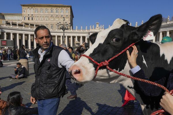 Campesinos italianos con una vaca en la Plaza de San Pedro del Vaticano antes de la oración del Ángelus del papa Francisco. Campesinos italianos con una vaca en la Plaza de San Pedro del Vaticano antes de la oración del Ángelus del papa Francisco. - Sputnik Mundo