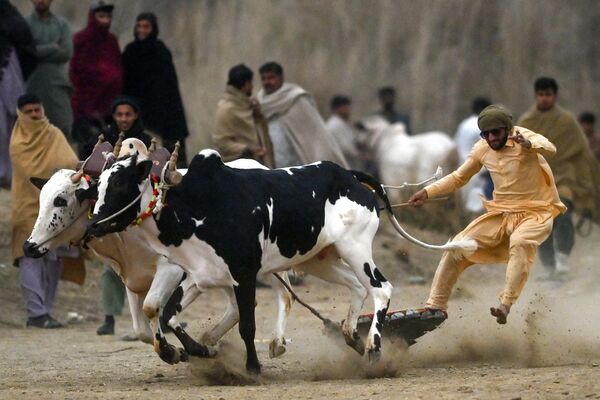 Carreras tradicionales de trineos tirados por toros en Pakistán. Carreras tradicionales de trineos tirados por toros en Pakistán. - Sputnik Mundo