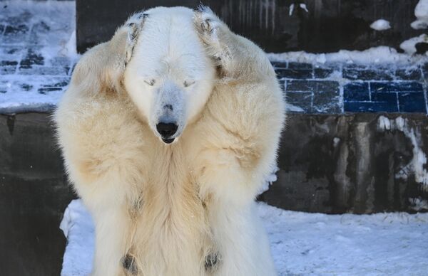 En EEUU, donde el exterminio de osos polares se ha convertido en un lucrativo negocio, la caza de estos animales no está controlada de ninguna manera. En la foto: la osa polar Gerda en el zoológico de Novosibirsk. En EEUU, donde el exterminio de osos polares se ha convertido en un lucrativo negocio, la caza de estos animales no está controlada de ninguna manera. En la foto: la osa polar Gerda en el zoológico de Novosibirsk. - Sputnik Mundo