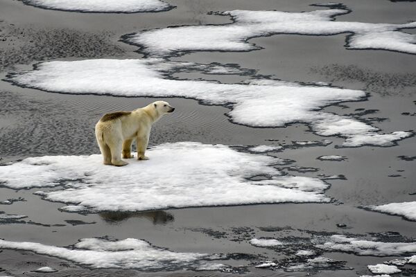 Nanuk, Oshkuy y Umka son los nombres que los pueblos del norte dan a los osos polares. Recientemente, estos animales se han visto amenazados de extinción: el clima está cambiando, el hielo ártico se derrite y cada vez quedan menos lugares donde construir guaridas y encontrar alimento.En la foto: un oso polar en el hielo del mar de Barents, cerca del archipiélago de Tierra de Francisco José, región de Arcángel, Rusia. Nanuk, Oshkuy y Umka son los nombres que los pueblos del norte dan a los osos polares. Recientemente, estos animales se han visto amenazados de extinción: el clima está cambiando, el hielo ártico se derrite y cada vez quedan menos lugares donde construir guaridas y encontrar alimento.En la foto: un oso polar en el hielo del mar de Barents, cerca del archipiélago de Tierra de Francisco José, región de Arcángel, Rusia. - Sputnik Mundo