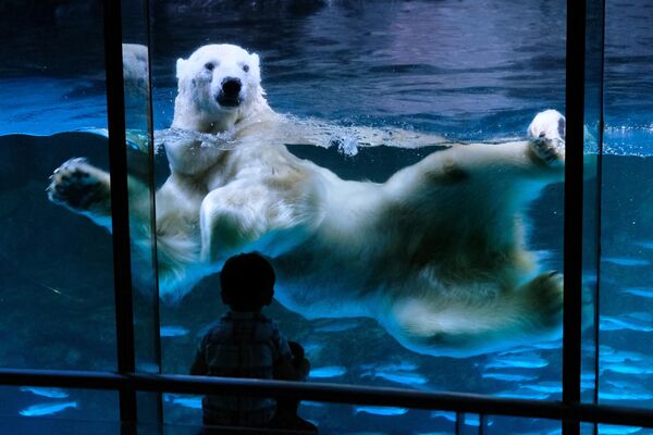 Un oso polar en el parque temático Hakkeijima Sea Paradise de Yokohama, en Japón. Un oso polar en el parque temático Hakkeijima Sea Paradise de Yokohama, en Japón. - Sputnik Mundo